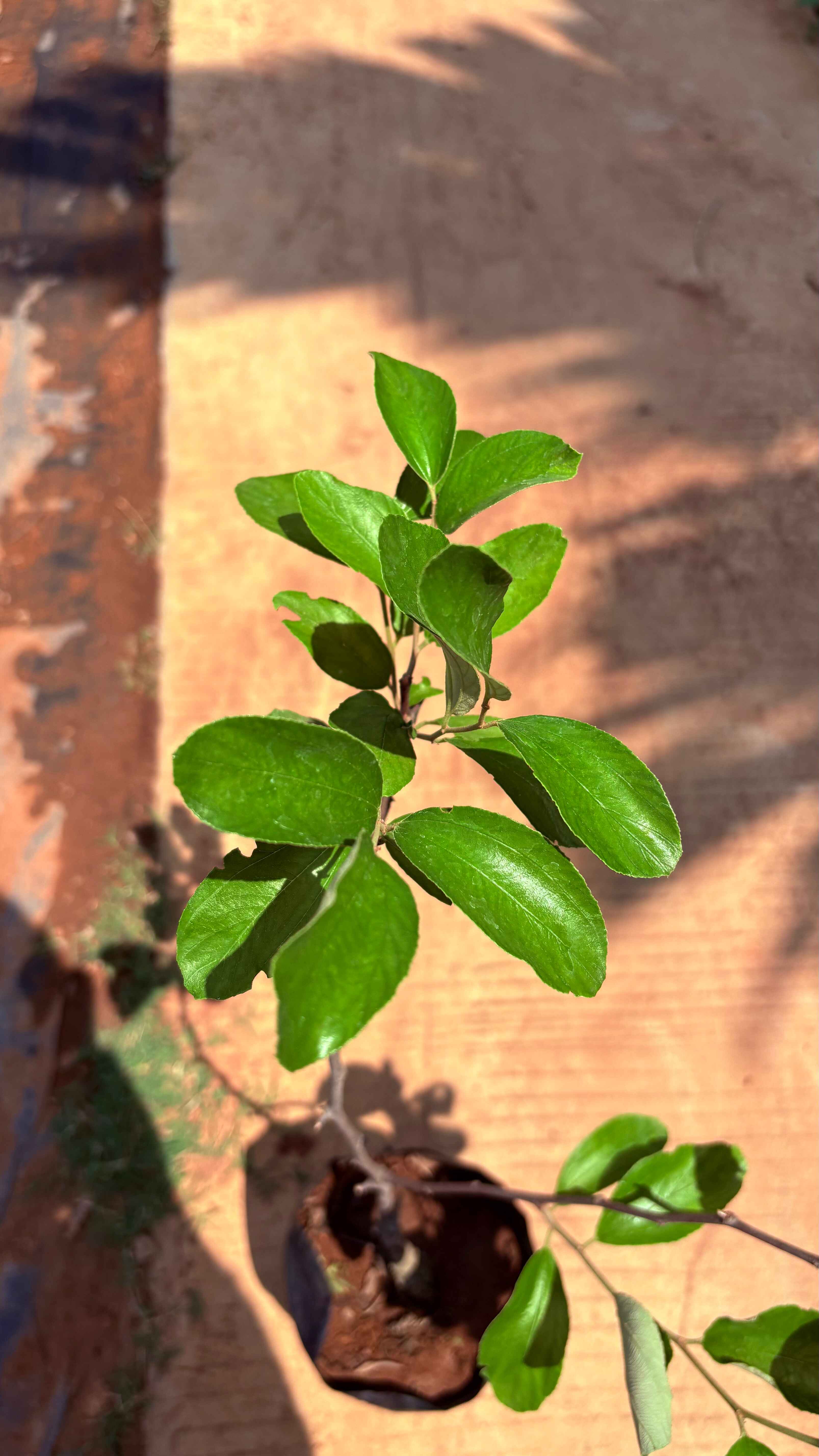 Ziziphus mauritiana(bharath sundari)